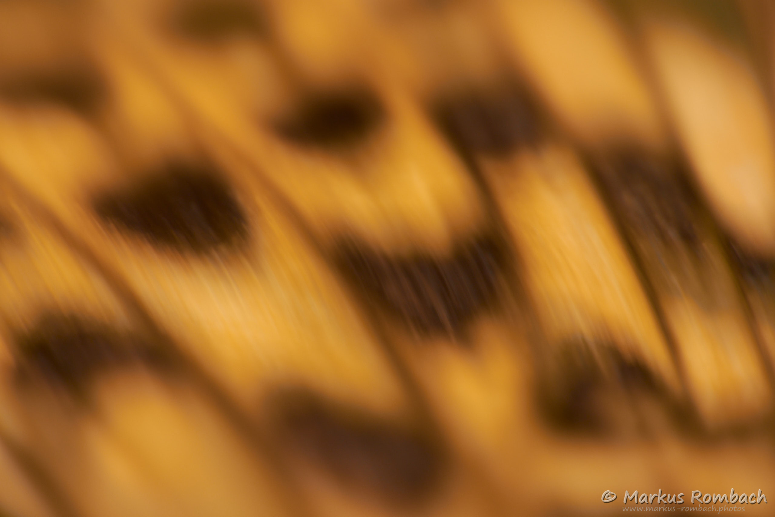 Flügelschlag des Schmetterlings